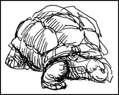 2007-0107-silspr-tortoise.jpg
