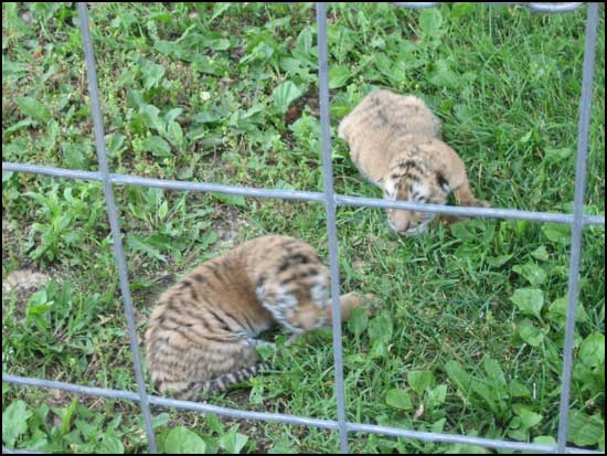 2008-00604-ark-babytigers.jpg