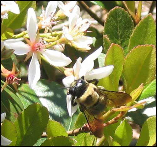 2010-0409-bees-1