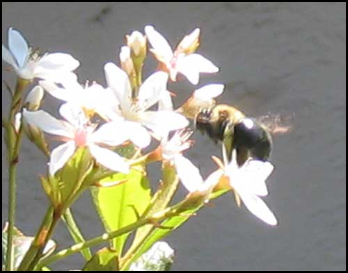 2010-0409-bees-2