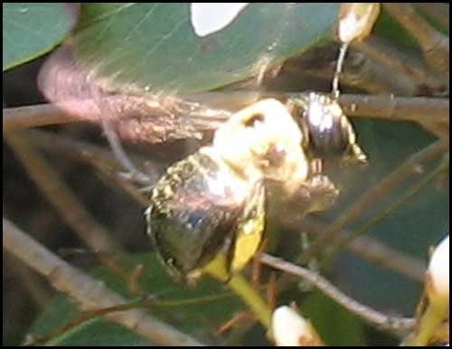 2010-0409-bees-3