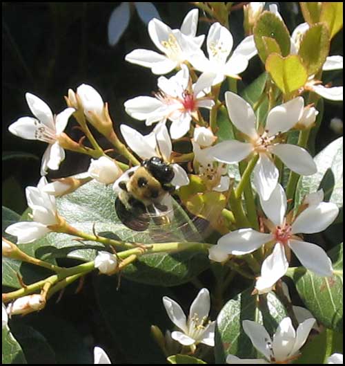 2010-0409-bees-4