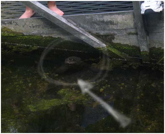 2010-0605-silriv-turtle