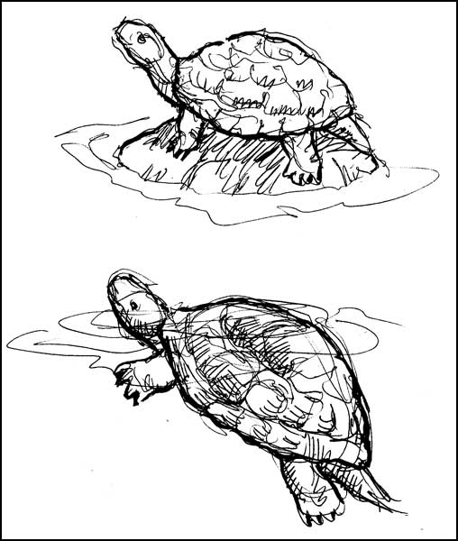 2010-0717-homosassasprings
