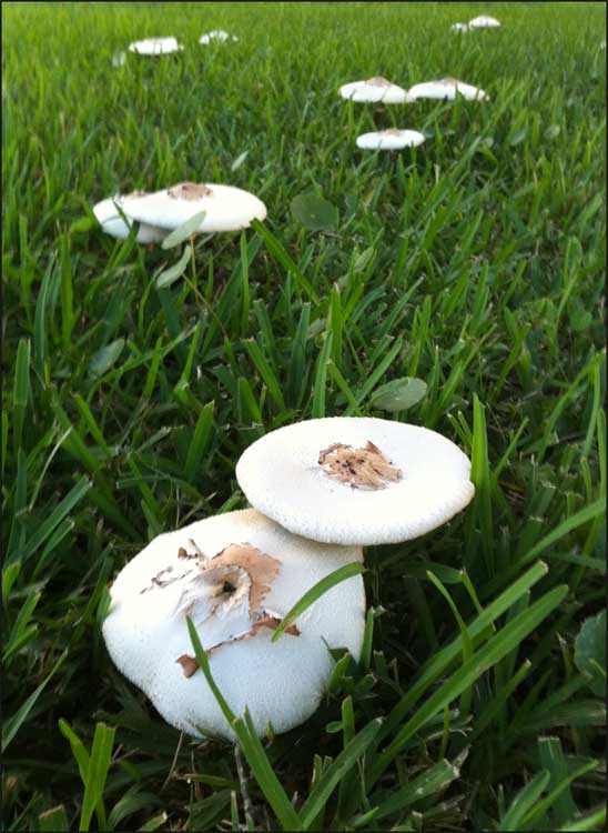 2010-0901-mushrooms