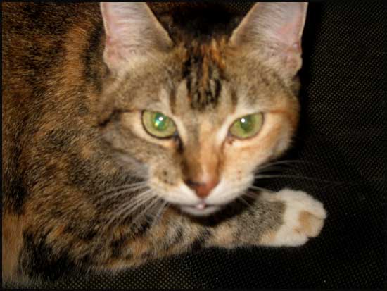 2010-0905-cat