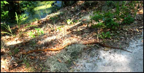 2011-0410-CircleBSnake