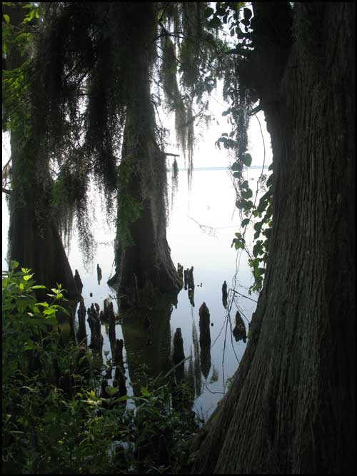 2011-0410-CircleBTree
