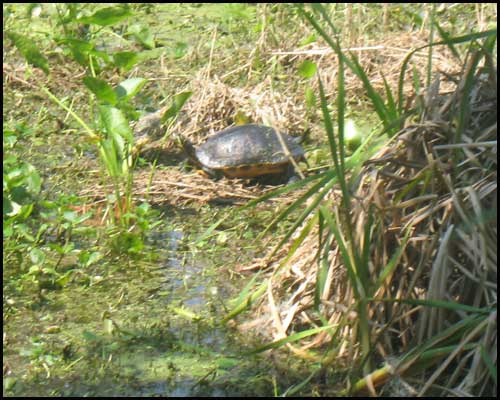 2011-0410-CircleBTurtle